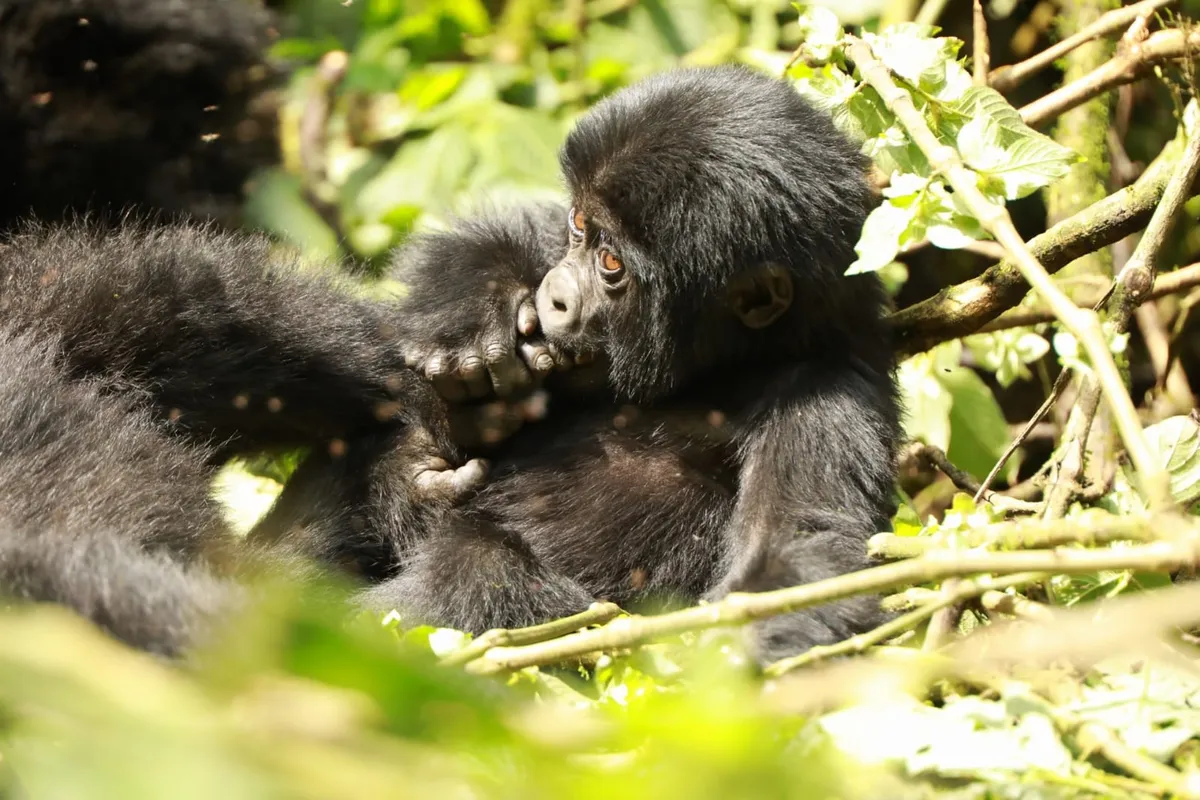 Bwindi Nemzeti Park – hegyi gorilla túra