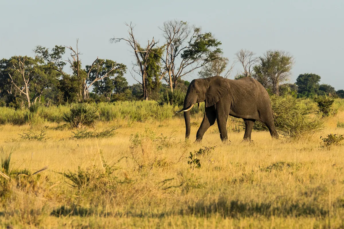 Okavango-delta – Moremi Vadrezervátum terepjárós vadles