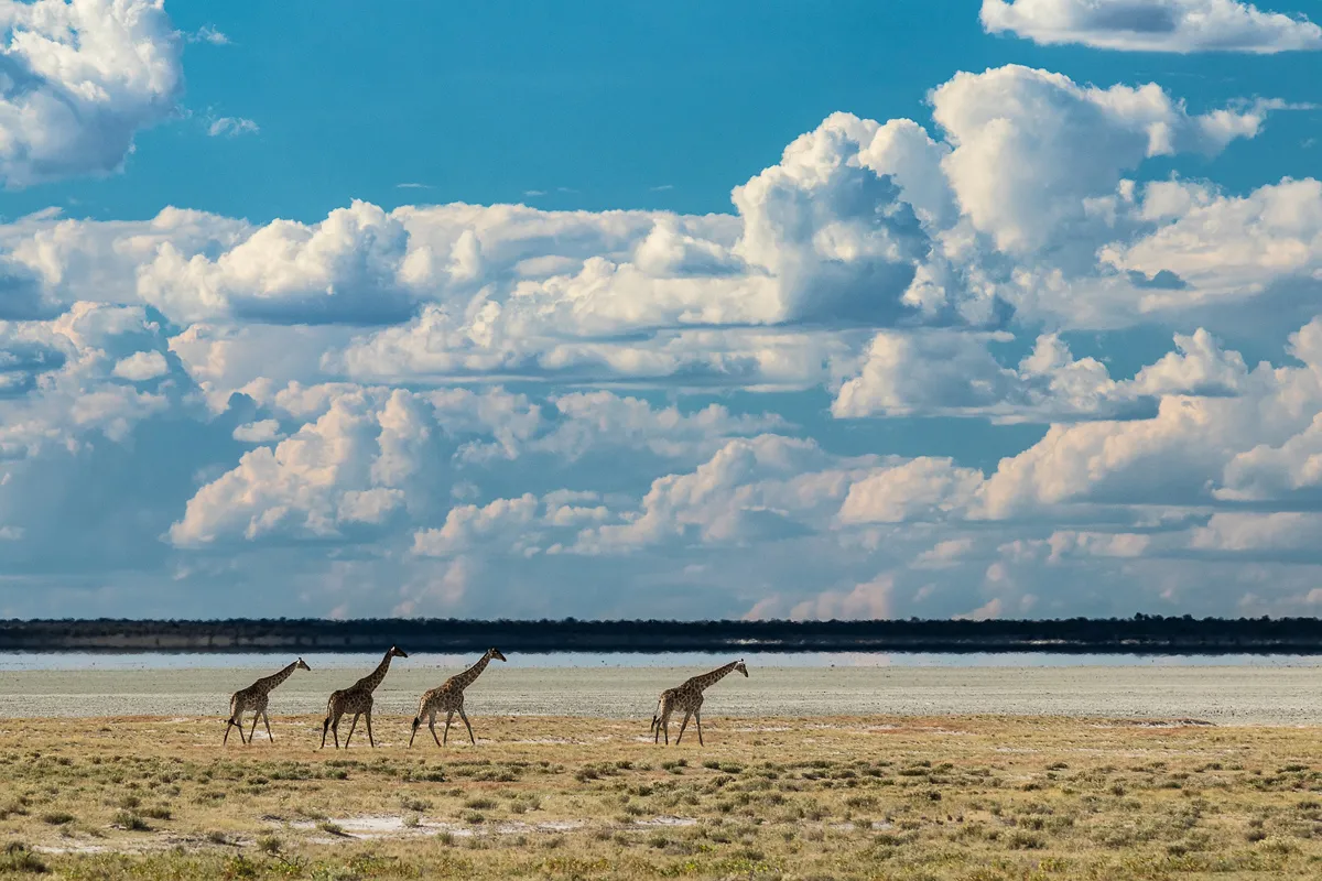 Windhoek – Etosha Nemzeti Park – Okaukuejo tábor – terepjárós vadles