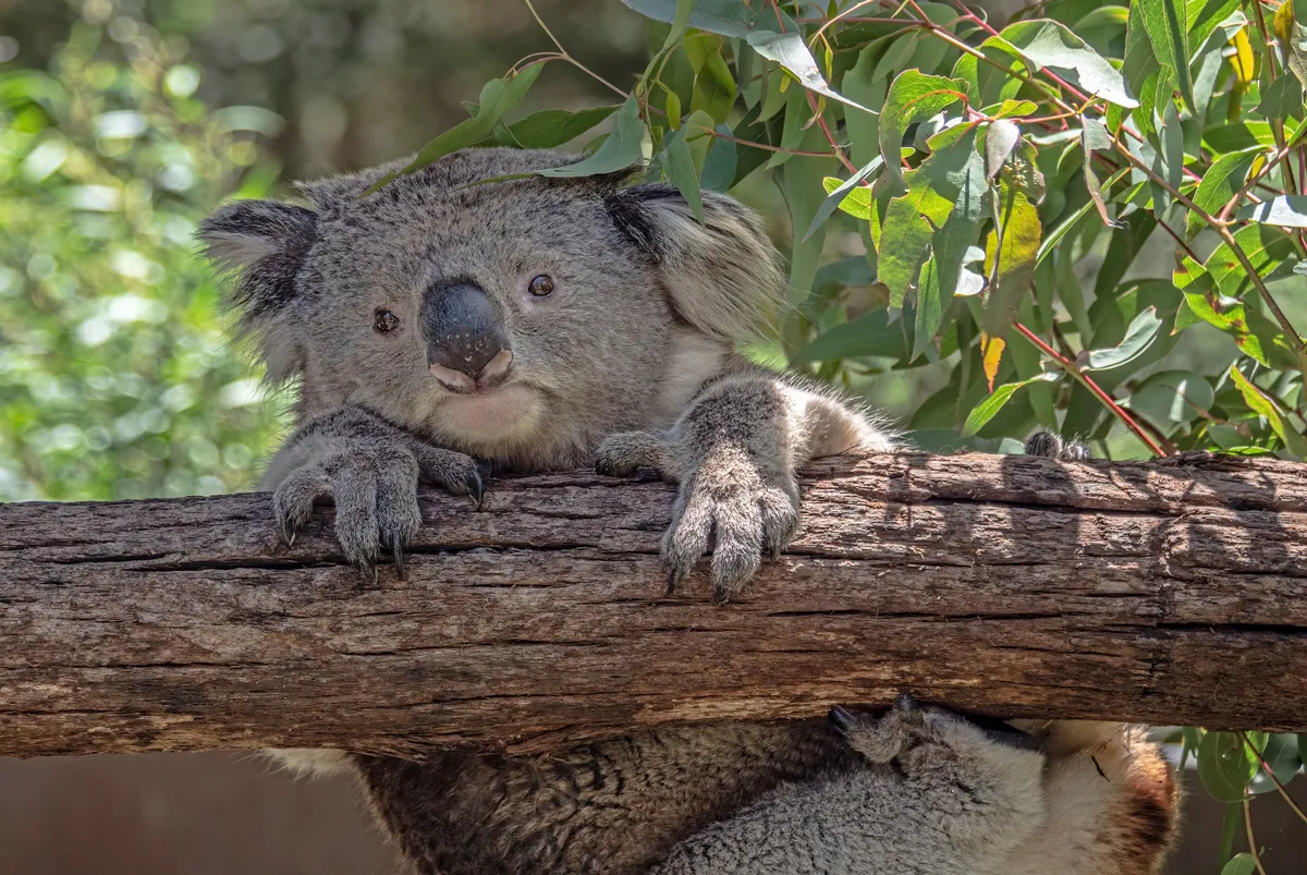 Sydney – hazautazás