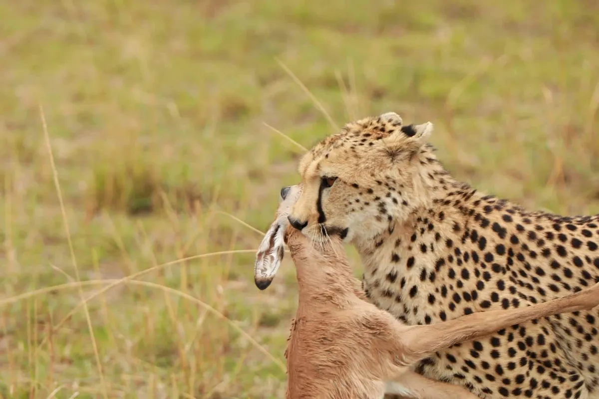 Nairobi – Maasai Mara Vadrezervátum – vadles
