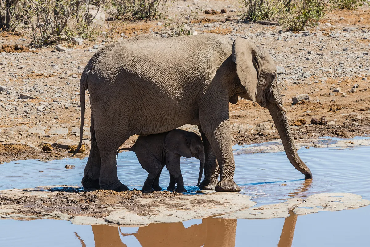 Kamanjab – Etosha Nemzeti Park