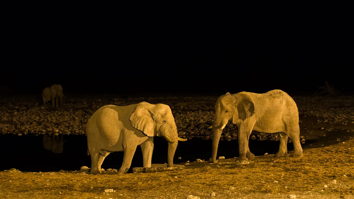 Etosha Nemzeti Park