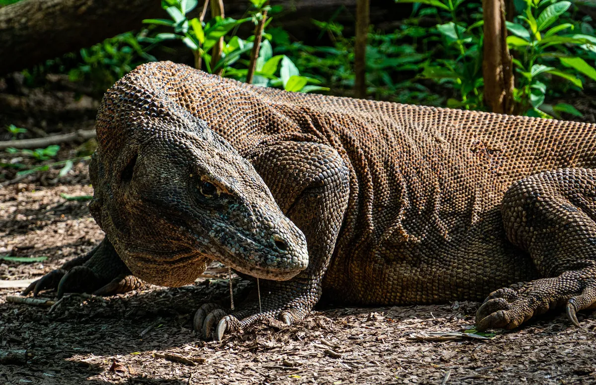 Bali: Amed – Denpasar – Flores: Labuan Bajo – Komodo Nemzeti Park: Rinca-sziget – Kalong-sziget – Kambing-sziget – Padar-sziget