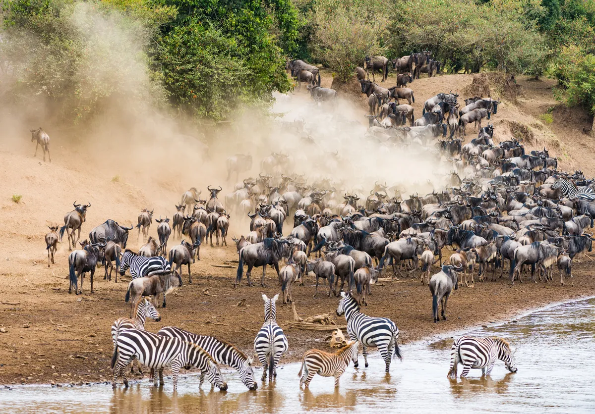 Serengeti Nemzeti Park – Mara-folyó – vadles