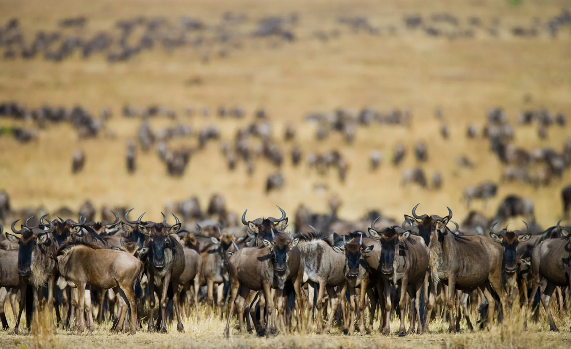 Gyorstalpaló Kelet-afrikai szafarikhoz – A nagy afrikai állatvándorlás 