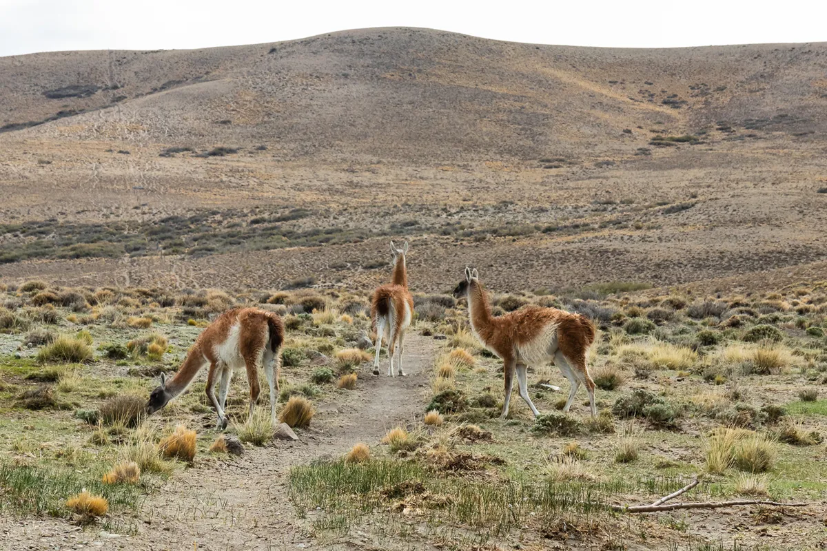 Torres del Paine Nemzeti Park – Argentína: Los Glaciares Nemzeti Park – El Calafate – Argentino-tó