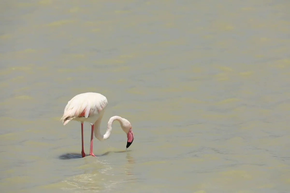 Kenya: Amboseli – Tanzánia: Nátron-tó