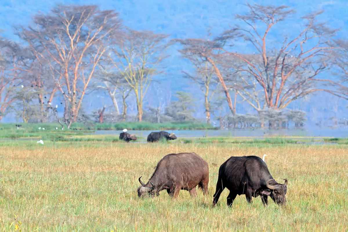 Nakuru Nemzeti Park – Nairobi – hazautazás