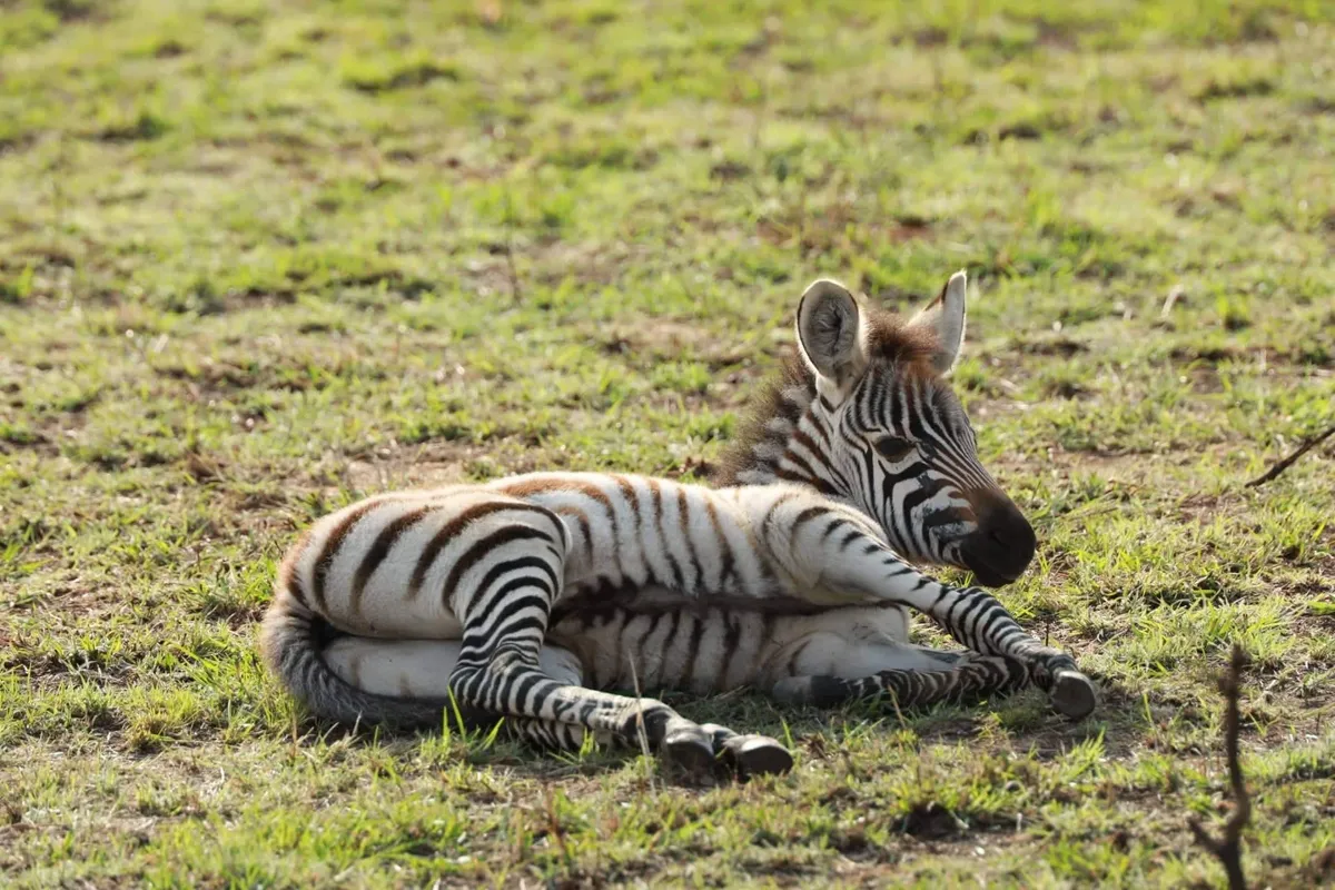 Bwindi Nemzeti Park – Mburo-tó Nemzeti Park – vadles
