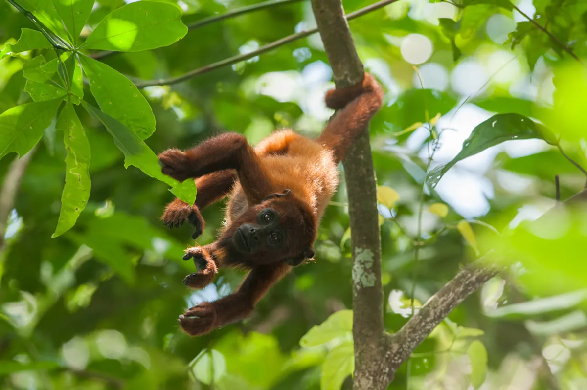 Lima – Amazónia: Puerto Maldonado – Tambopata Rezervátum