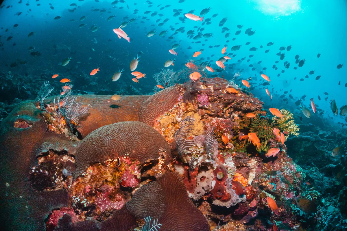 Komodo Nemzeti Park: Siaba-sziget – Kanawa -sziget – Flores: Labuan Bajo