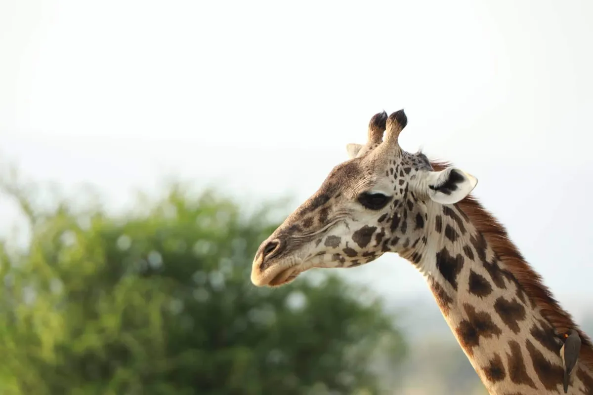 Kenya: Nairobi