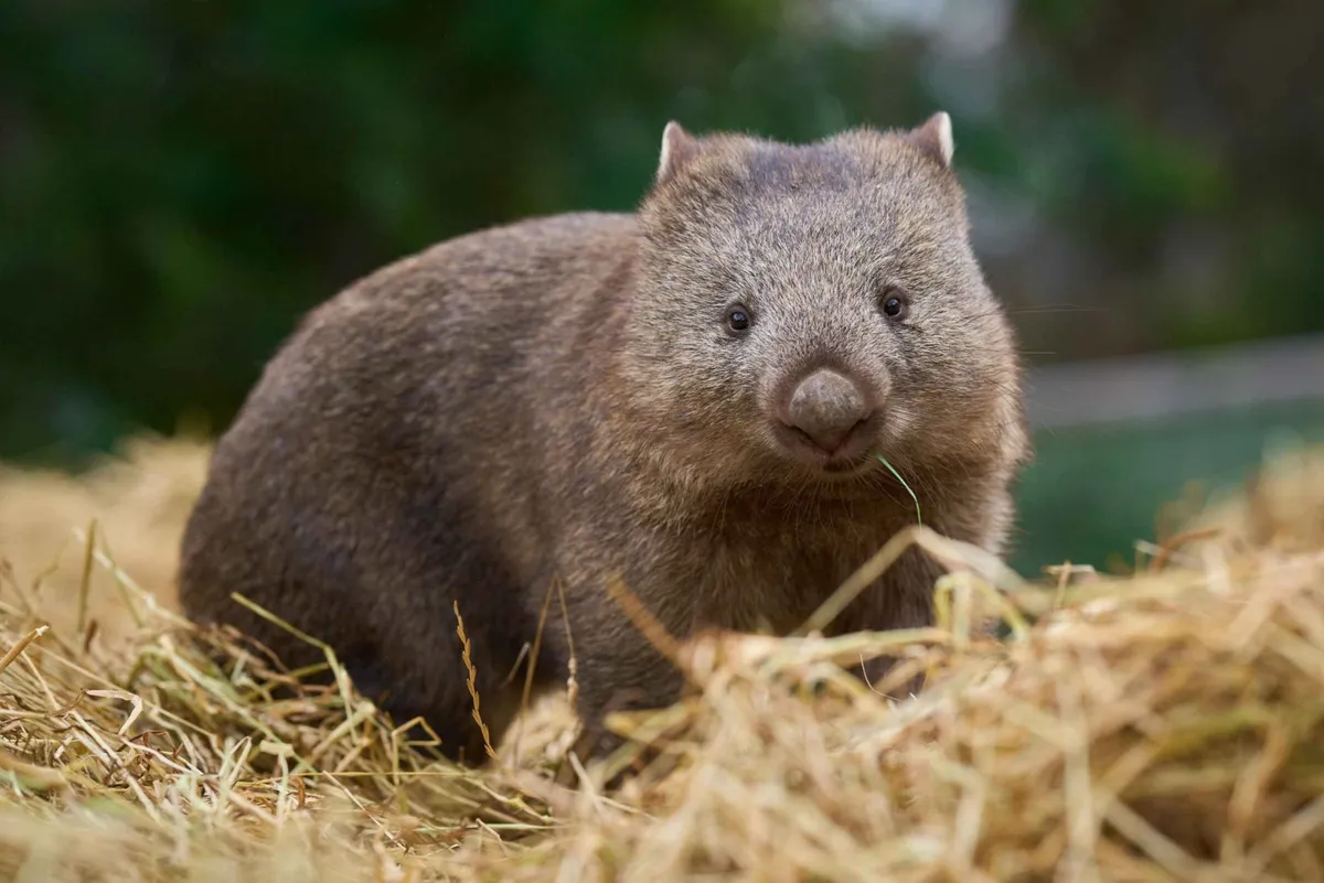 Hobart – Bonorong Vadrezervátum – Richmond – Coal River Valley – Hobart