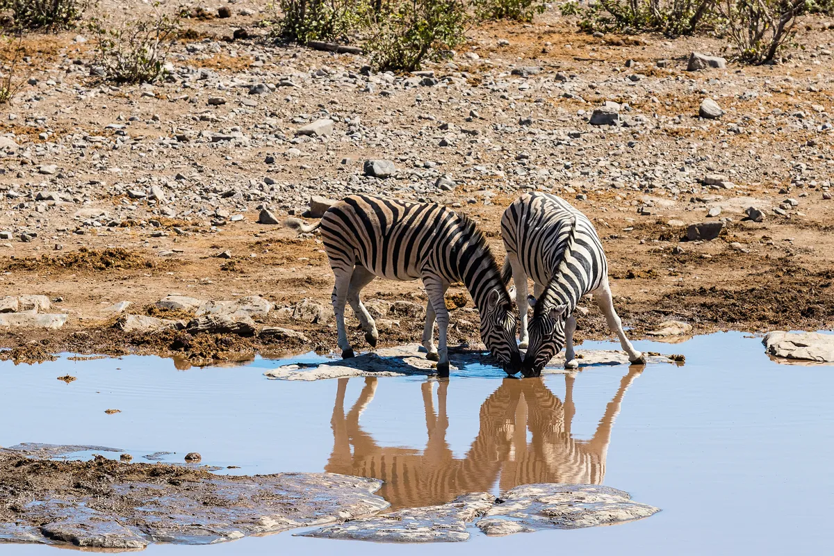 Maun – Kalahári-sivatag – Ghanzi