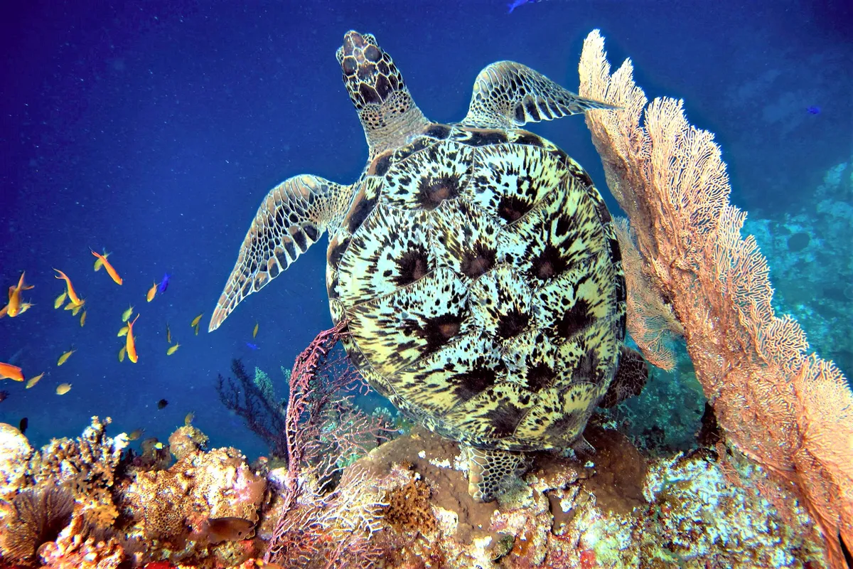 Panglao-sziget –Pamilican-sziget – Cebu-sziget: Cebu