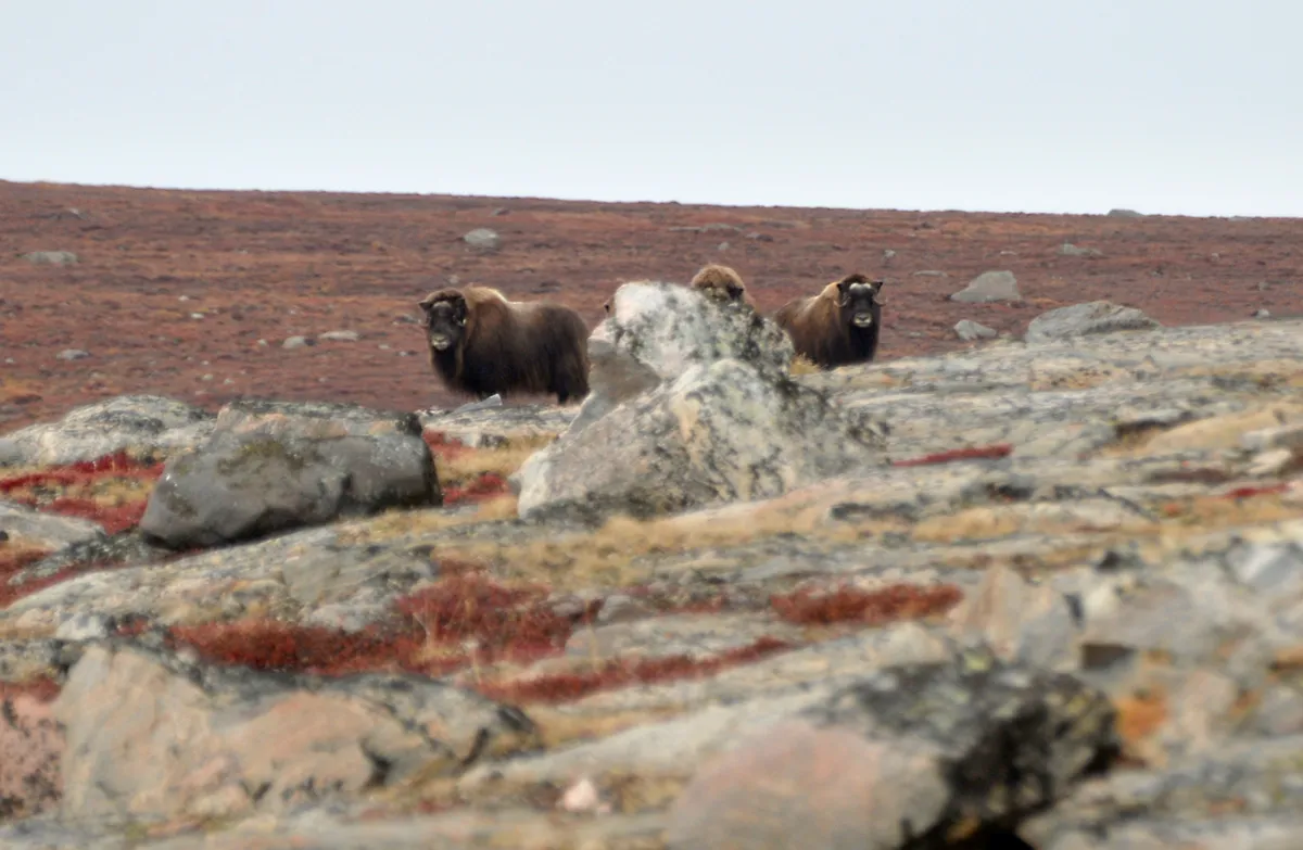  Kelet-Grönland –  Fekete-sziget – Røde-fjord – Hare-fjord