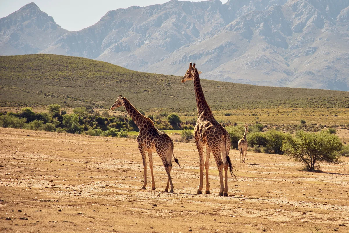 Dél-afrikai Köztársaság: Johannesburg – Pretoria – Dinokeng Természetvédelmi Terület