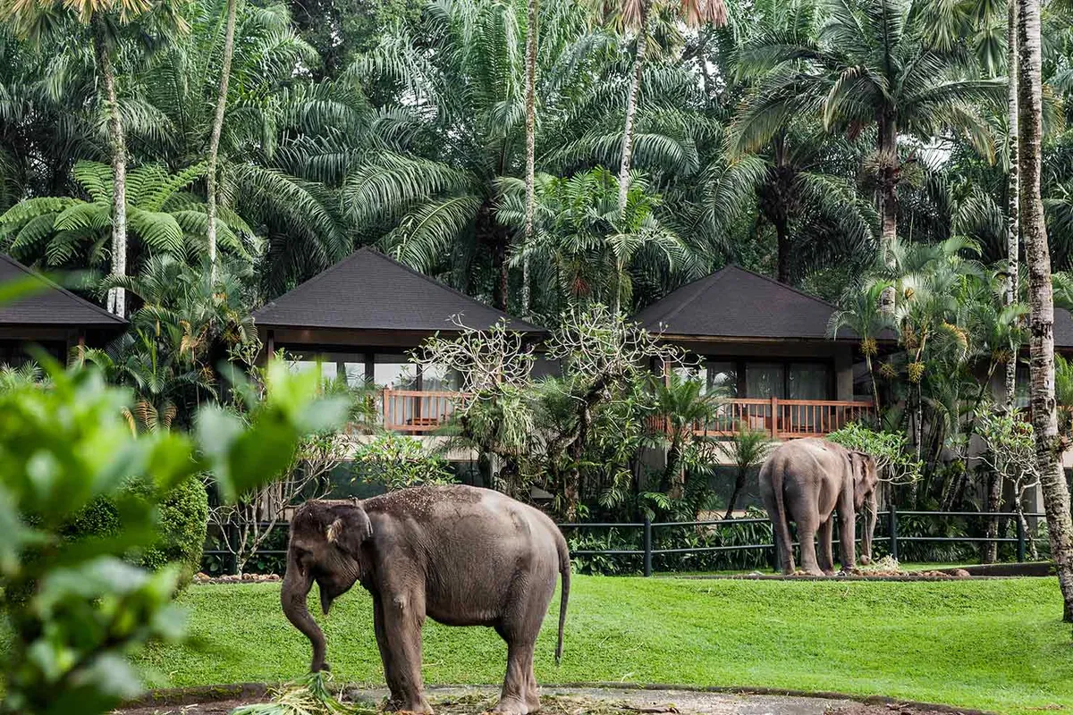 Bali: Ubud – Elefánt lodge