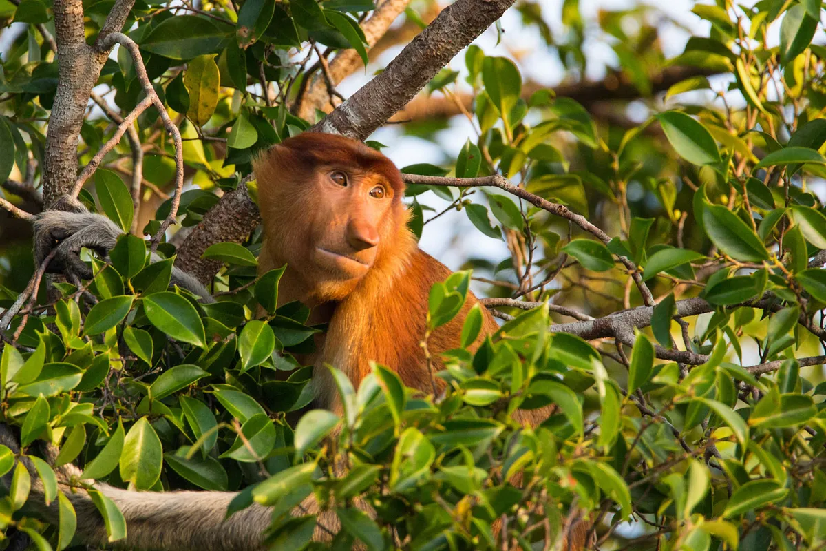 Jáva: Surabaya – Borneó: Pangkalan Bun – Tanjung Puting Nemzeti Park