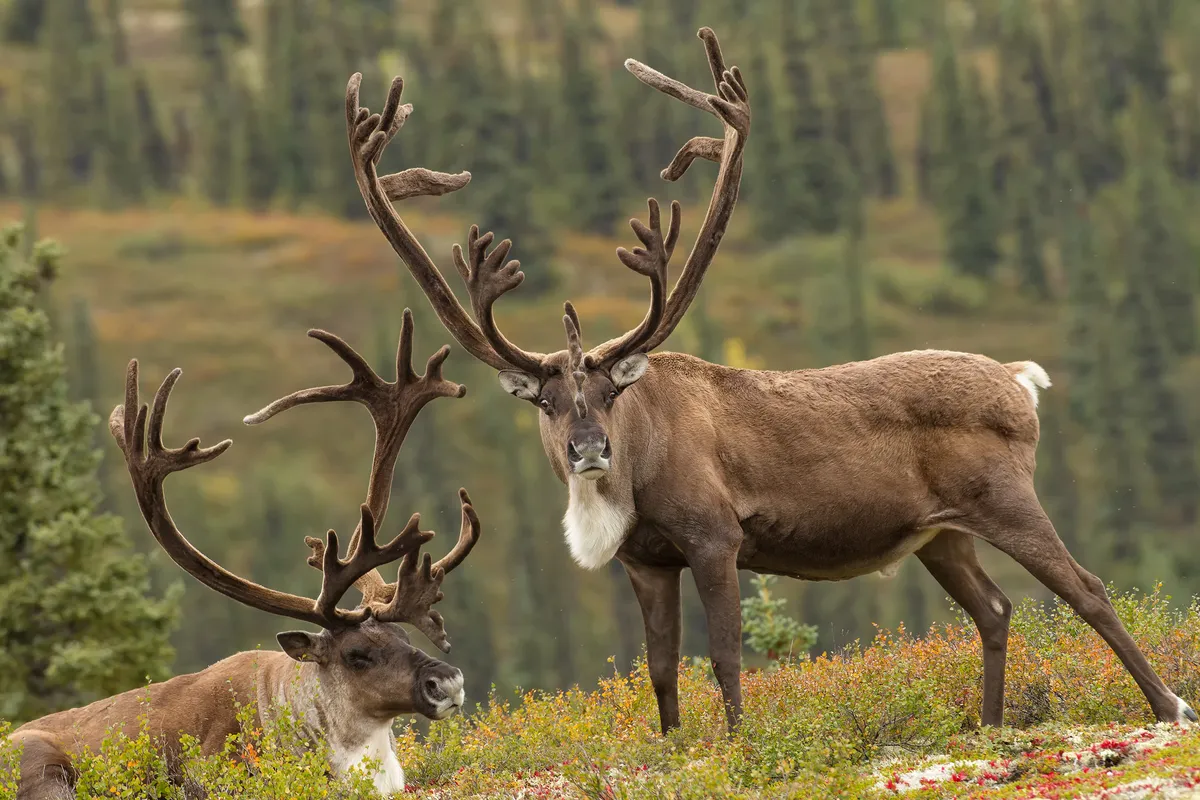 Denali Nemzeti Park