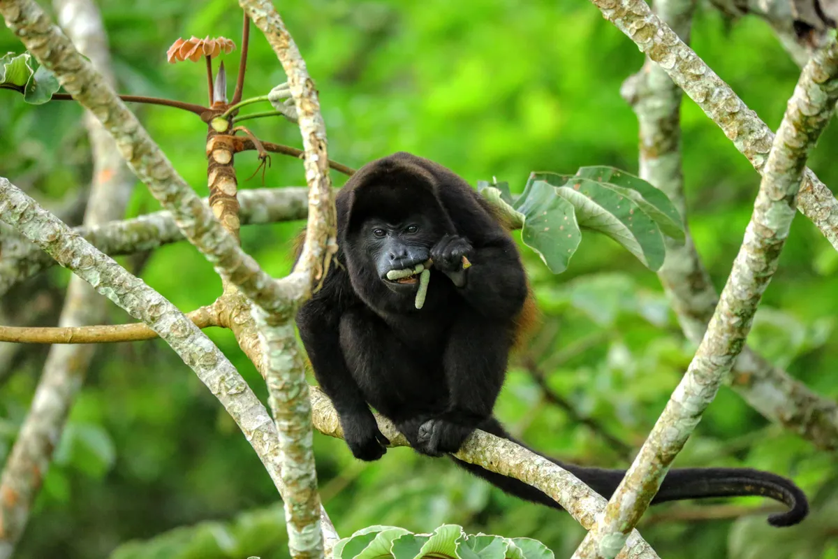 Corcovado Nemzeti Park – gyalog- és csónaktúra – éjszakai esőerdei túra