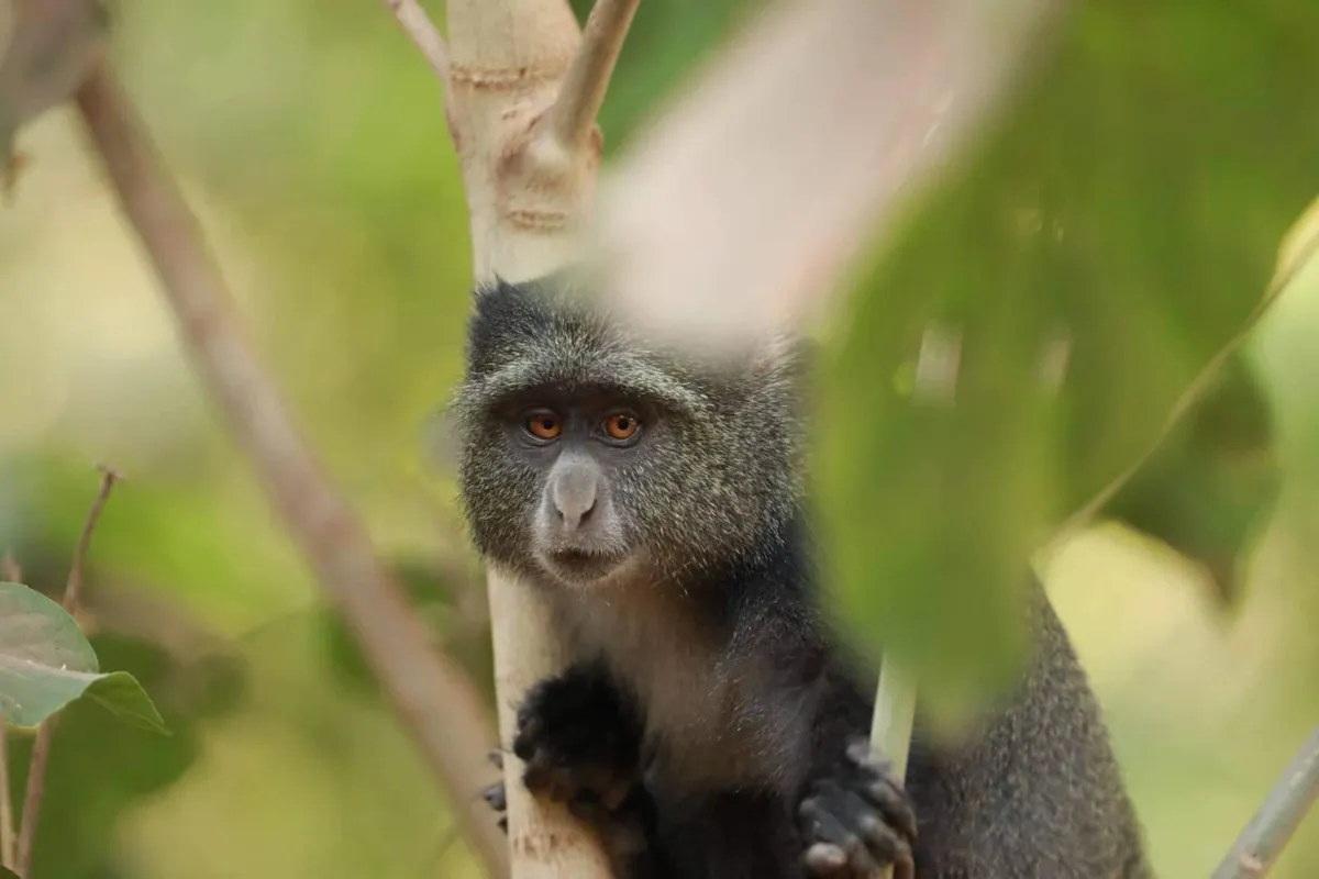 Mgahinga Gorilla Nemzeti Park – arany majom túra – Bwindi Nemzeti Park