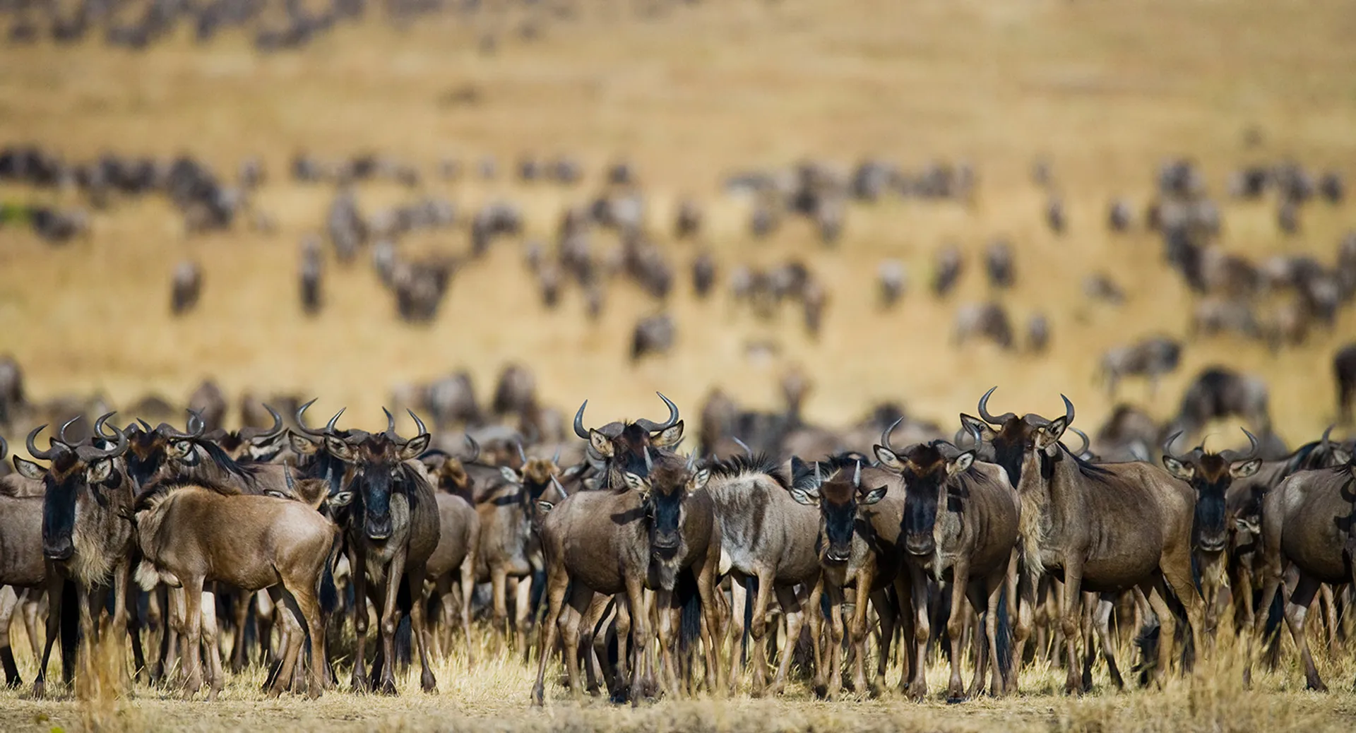 Kenya szafari – A nagy afrikai állatvándorlás a Mara-folyón