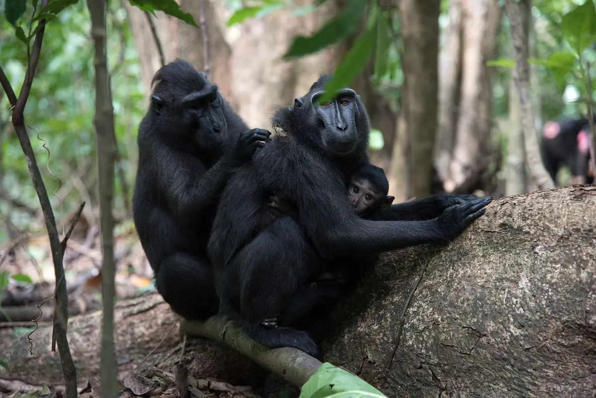 Celebesz: Bunaken-sziget – Menado – Tangkoko