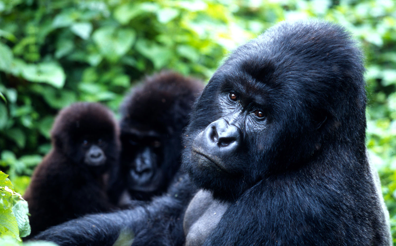 Uganda szafari – Hegyi gorillia és csimpánz túra