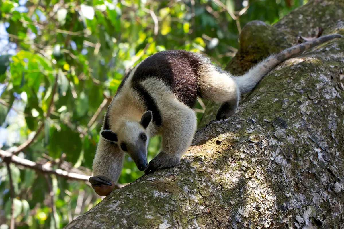 Corcovado Nemzeti Park – Cano-sziget hajókirándulás – naplemente hajózás