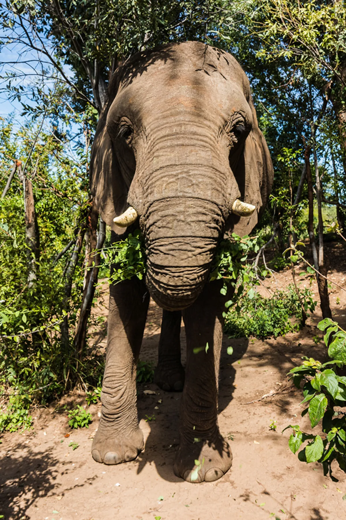 Victoria Falls – Dél-Afrika: Johannesburg – hazautazás