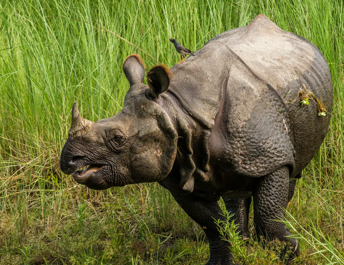 Chitwan Nemzeti Park – szafari – kenutúra