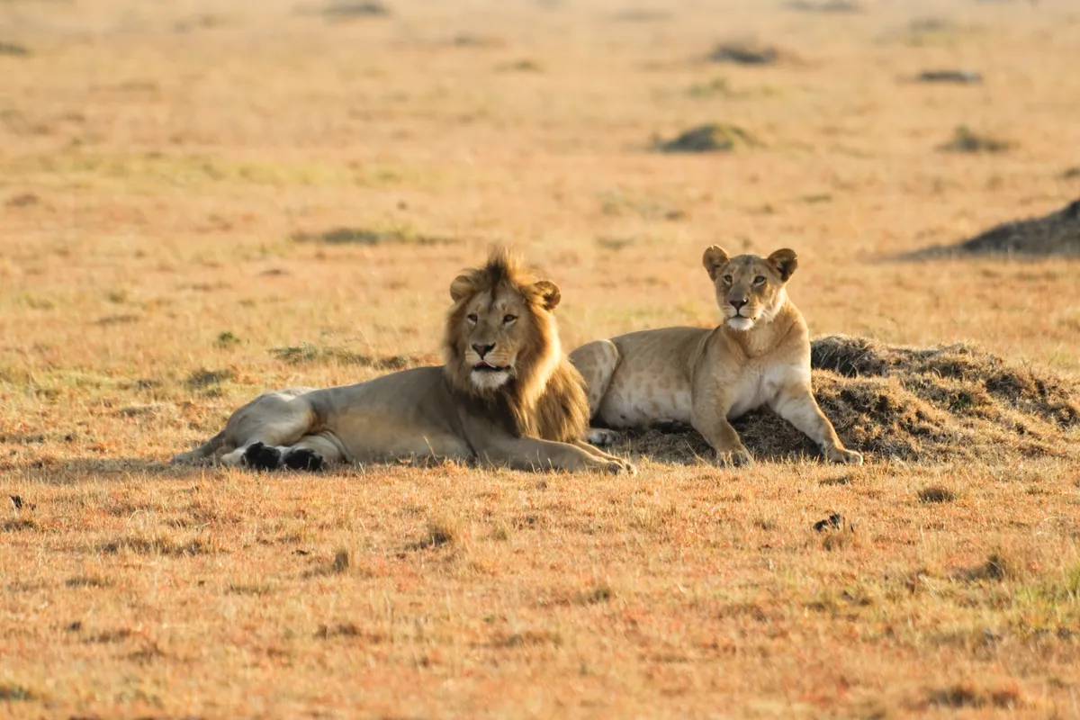 Kruger Nemzeti Park