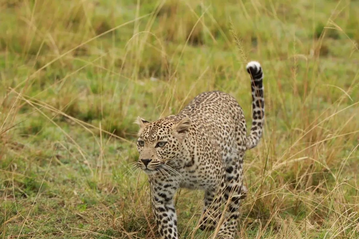 Blyde-kanyon – Kruger Nemzeti Park – vadles