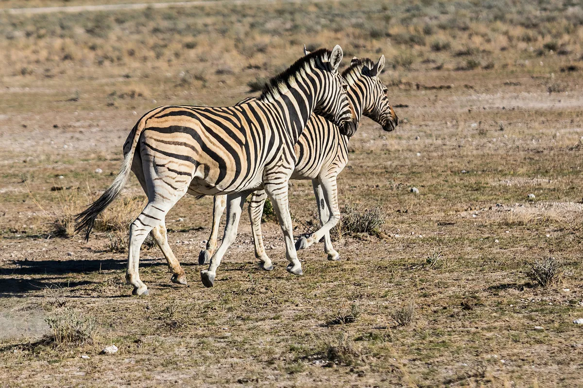 Etosha Nemzeti Park – Caprivi-sáv